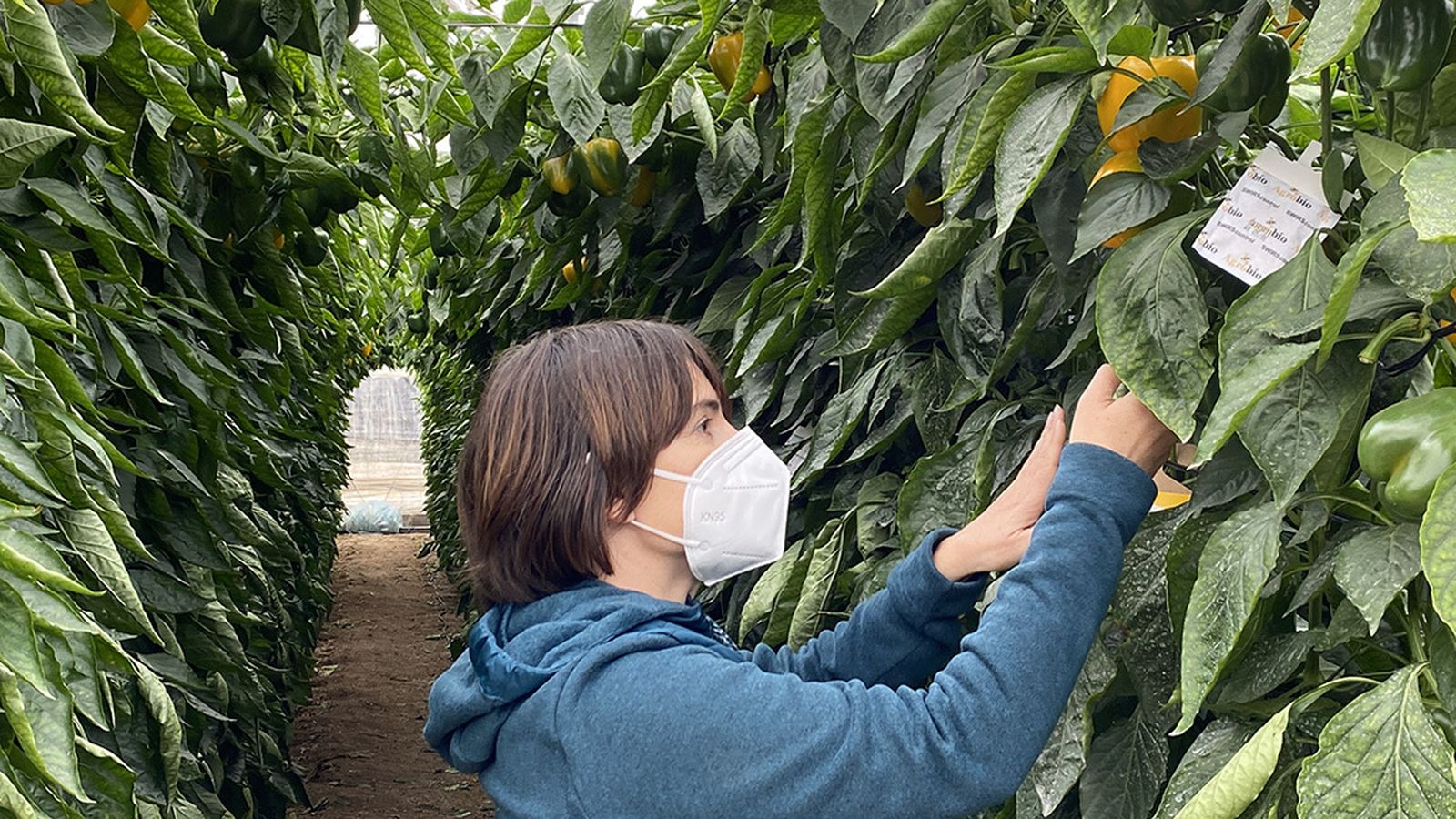 Técnico de desarrollo en campo haciendo seguimiento en pimiento.