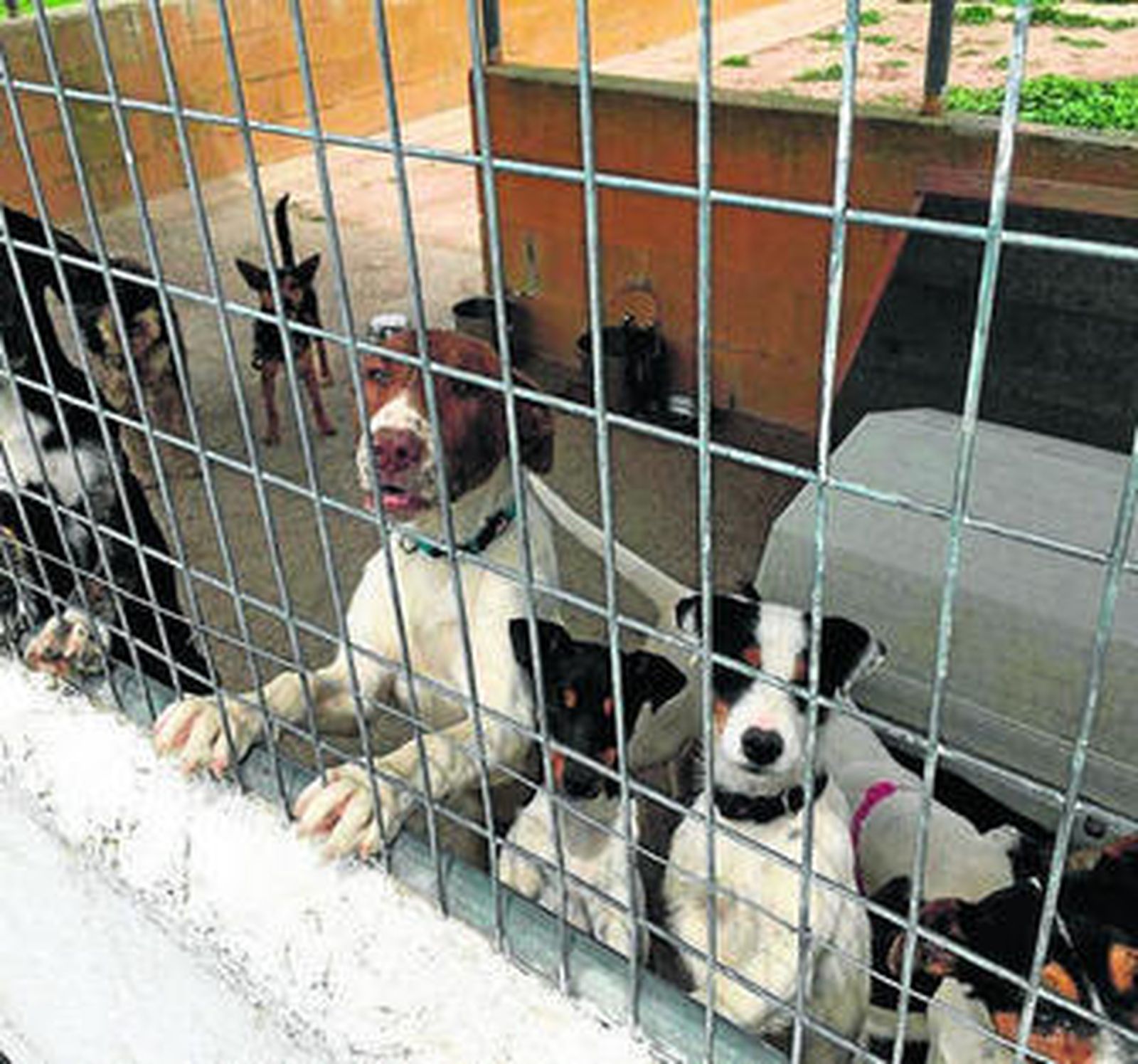 Uno de los refugios de animales saturados a falta del Centro Animal Municipal.