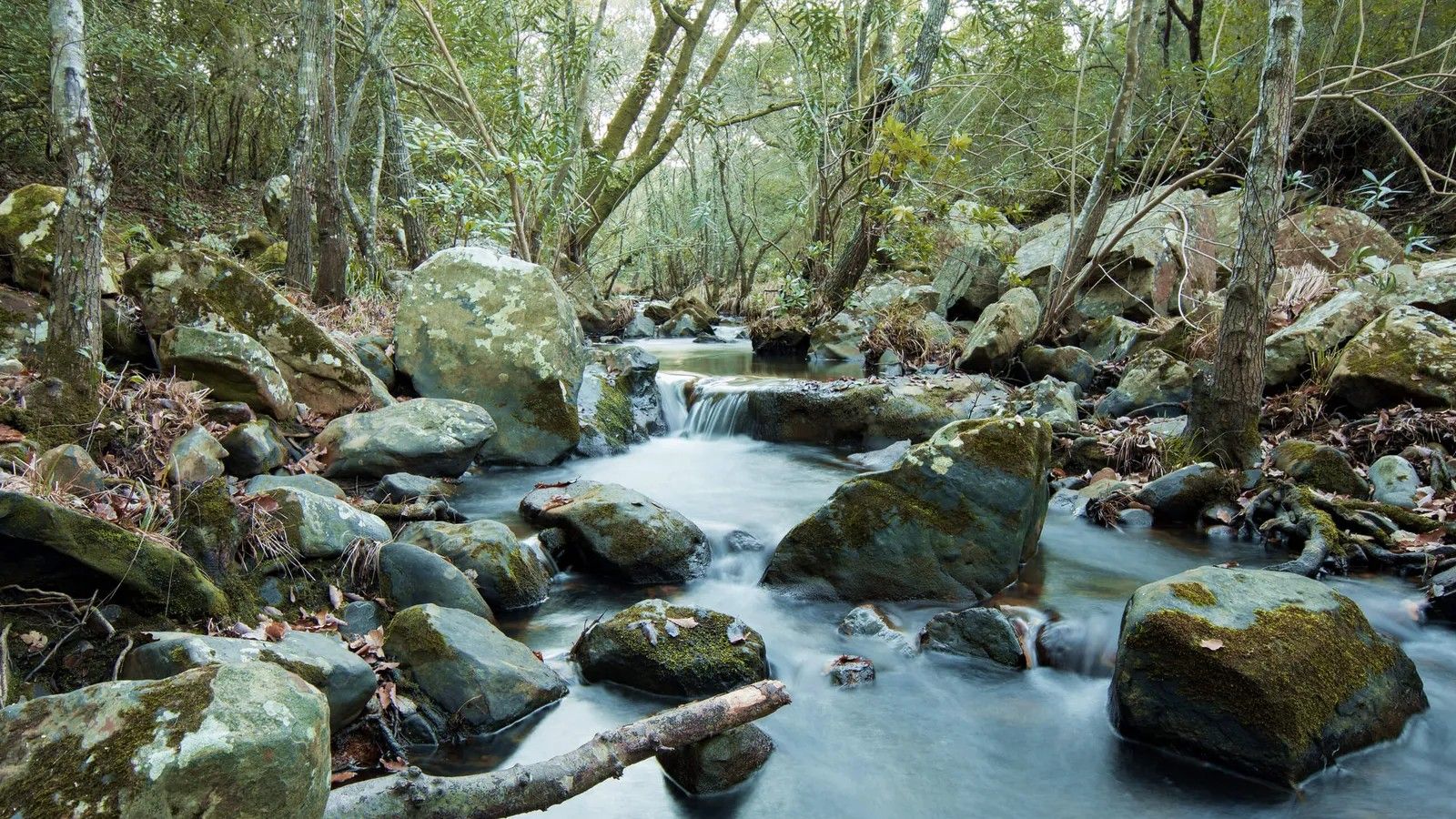 El Parque Natural de los Alcornocales, la última selva de Europa.