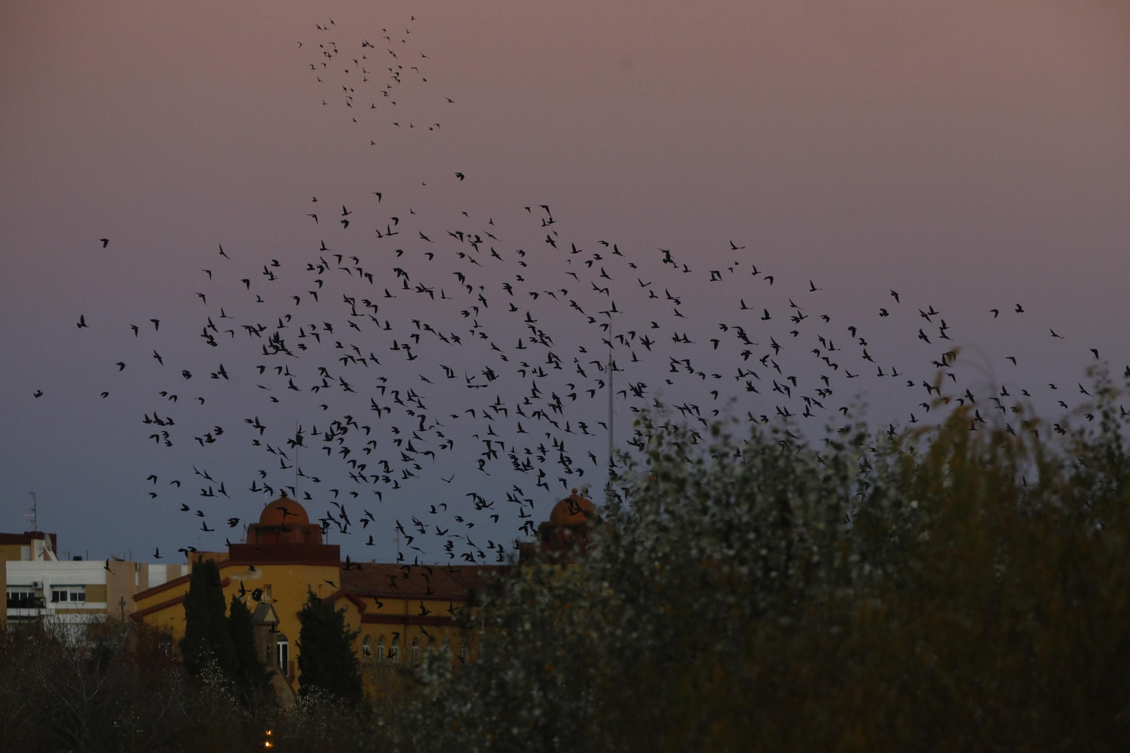 Las aves que habitan en Los Sotos de la Albolafia de Córdoba, en fotografías
