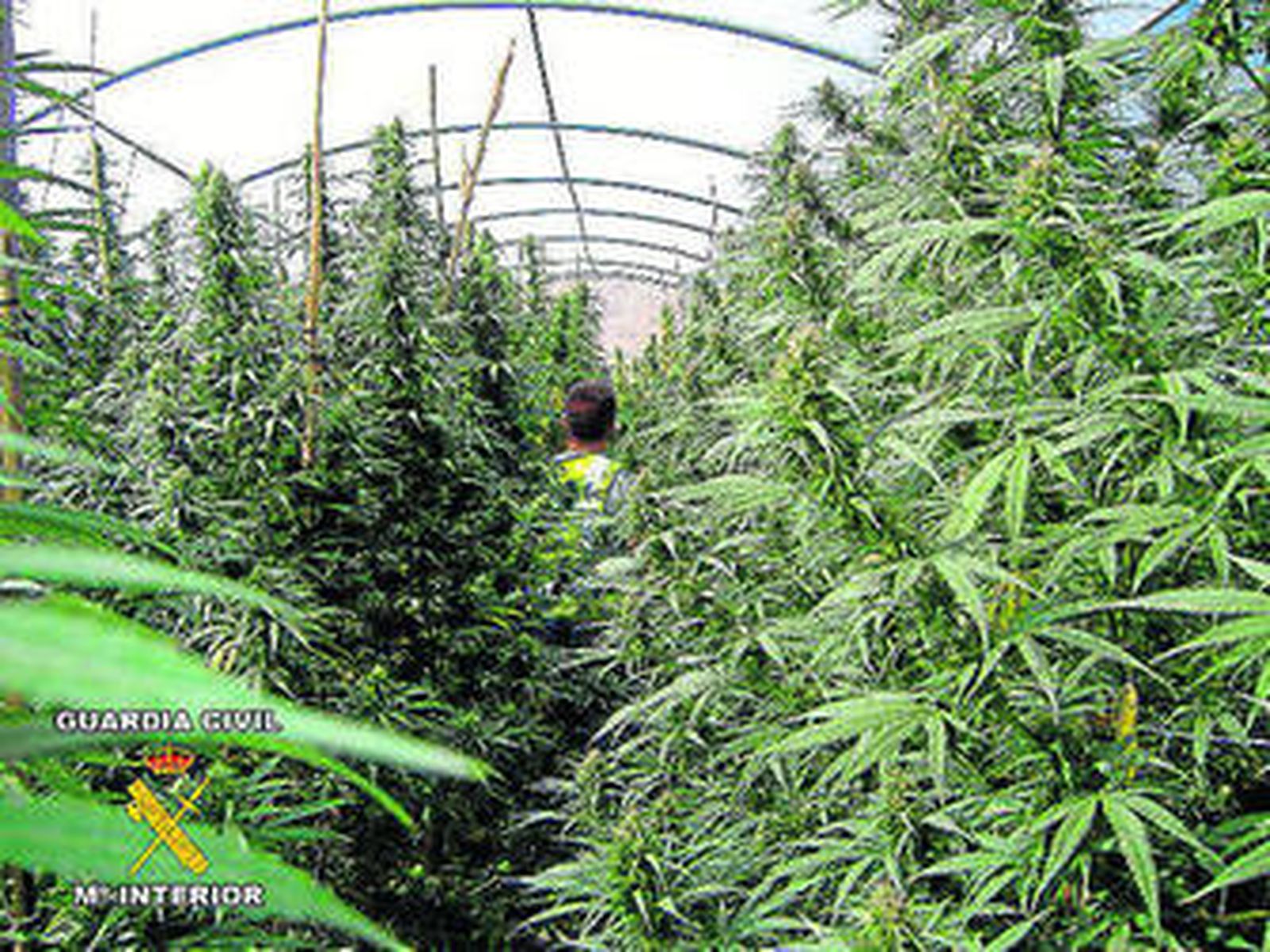 El invernadero parecía un bosque por la densidad y la altura de las plantas de marihuana.