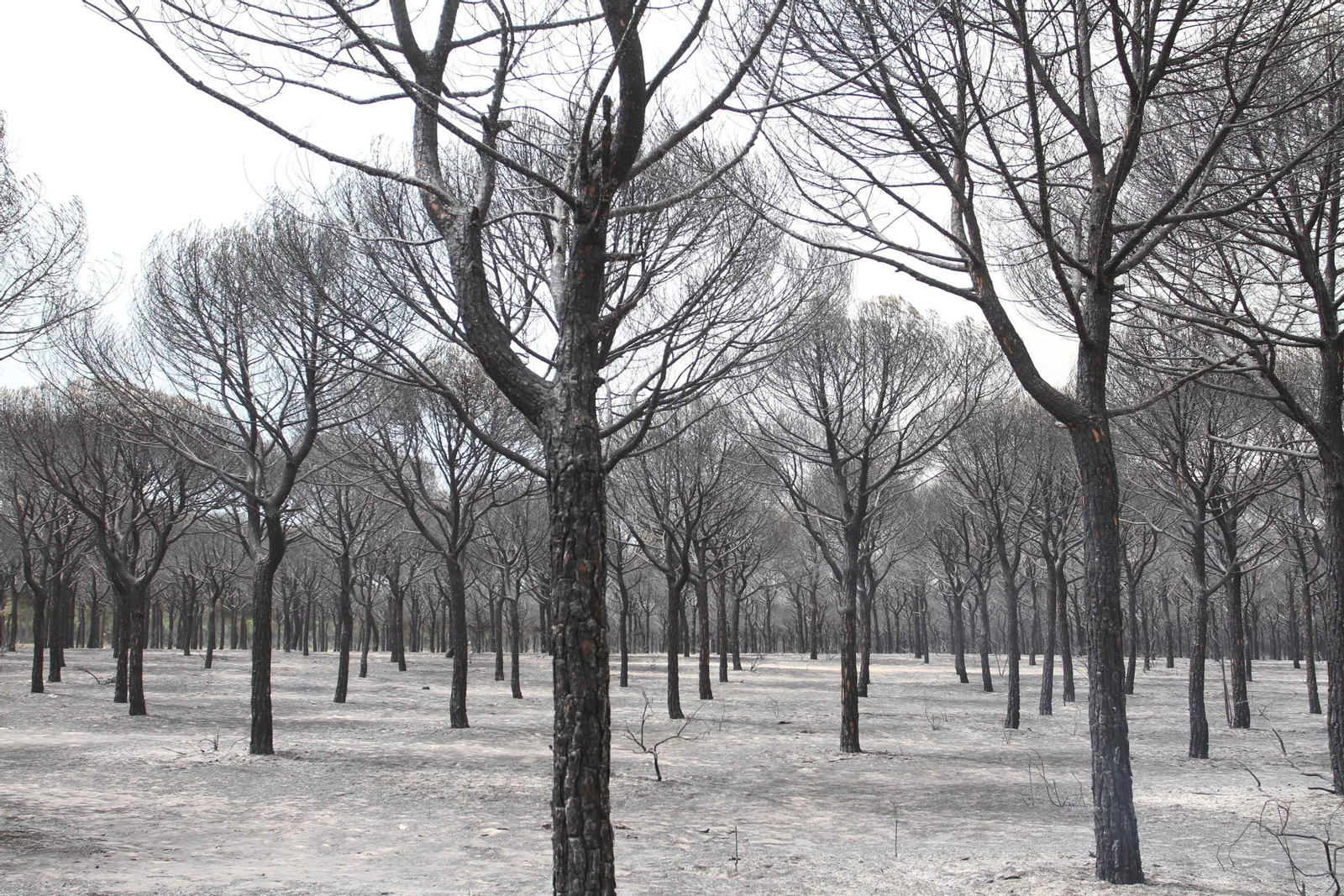 Las imágenes del incendio en Moguer y Mazagón