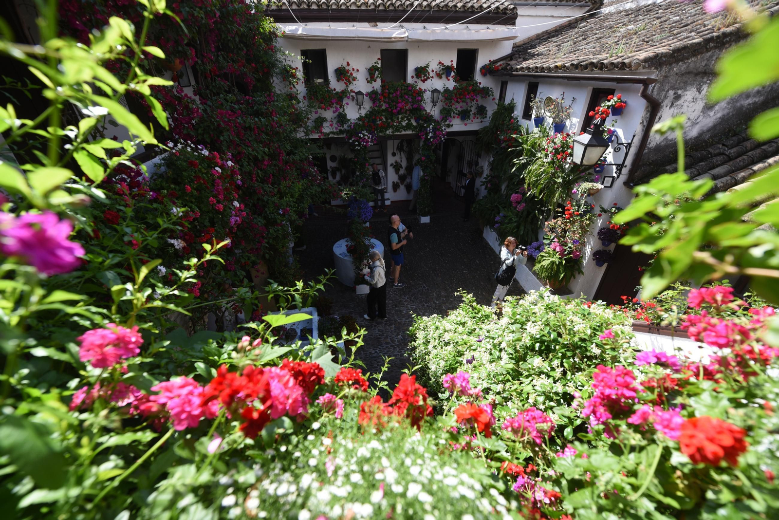 Los Patios de Córdoba de la Ruta del Alcázar Viejo, en imágenes
