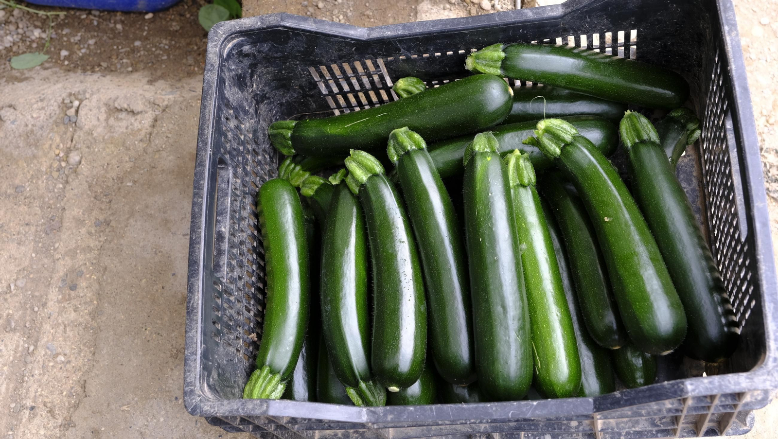 Así han atacado los virus a los calabacinos, en imágenes