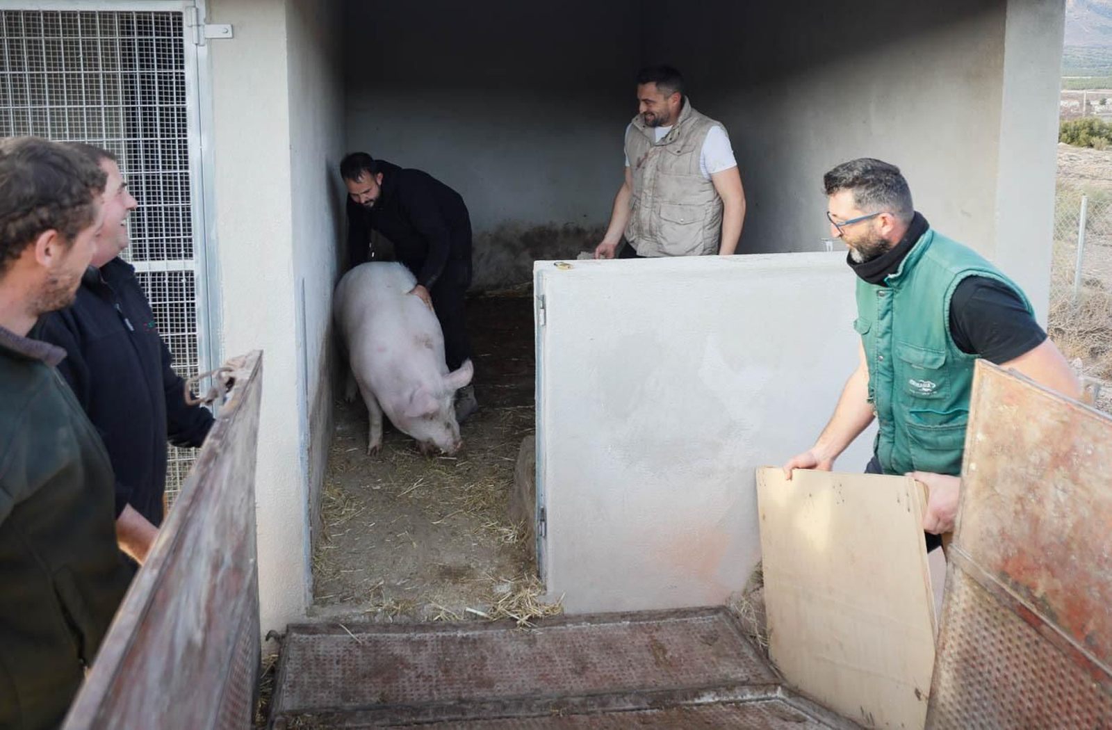 Te contamos en imágenes como son las matanzas en Chirivel