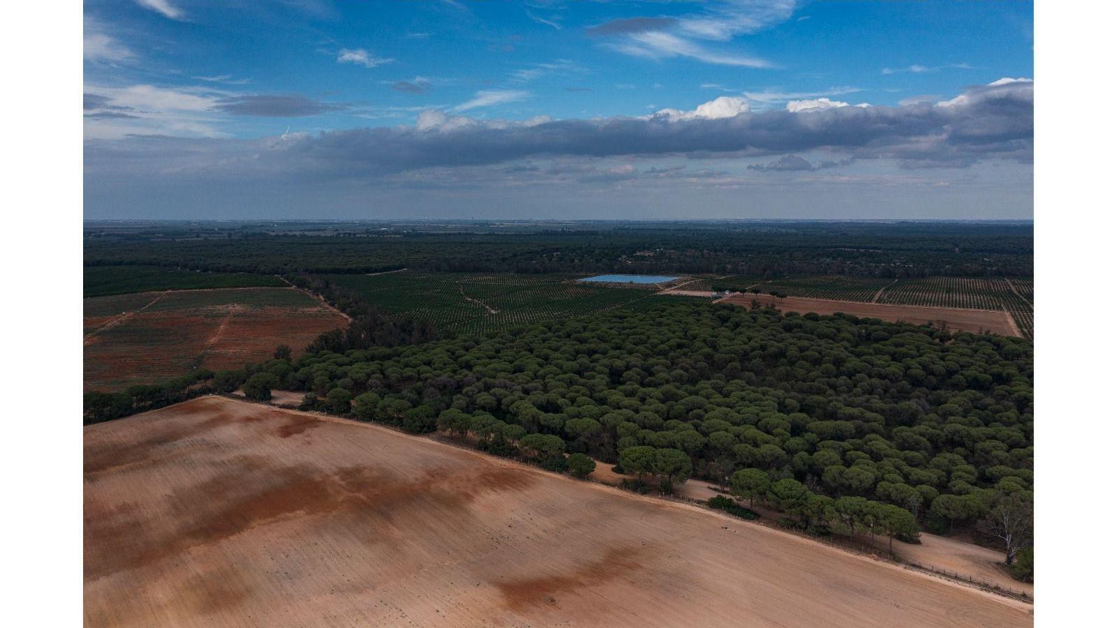 Cultivos en los alrededores del parque de Doñana.