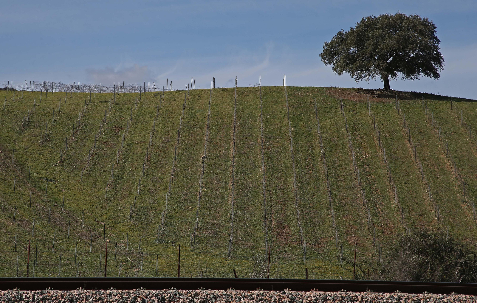 Fotos del lugar donde se produce Ribera de Hozgarganta, el primer vino del Campo de Gibraltar
