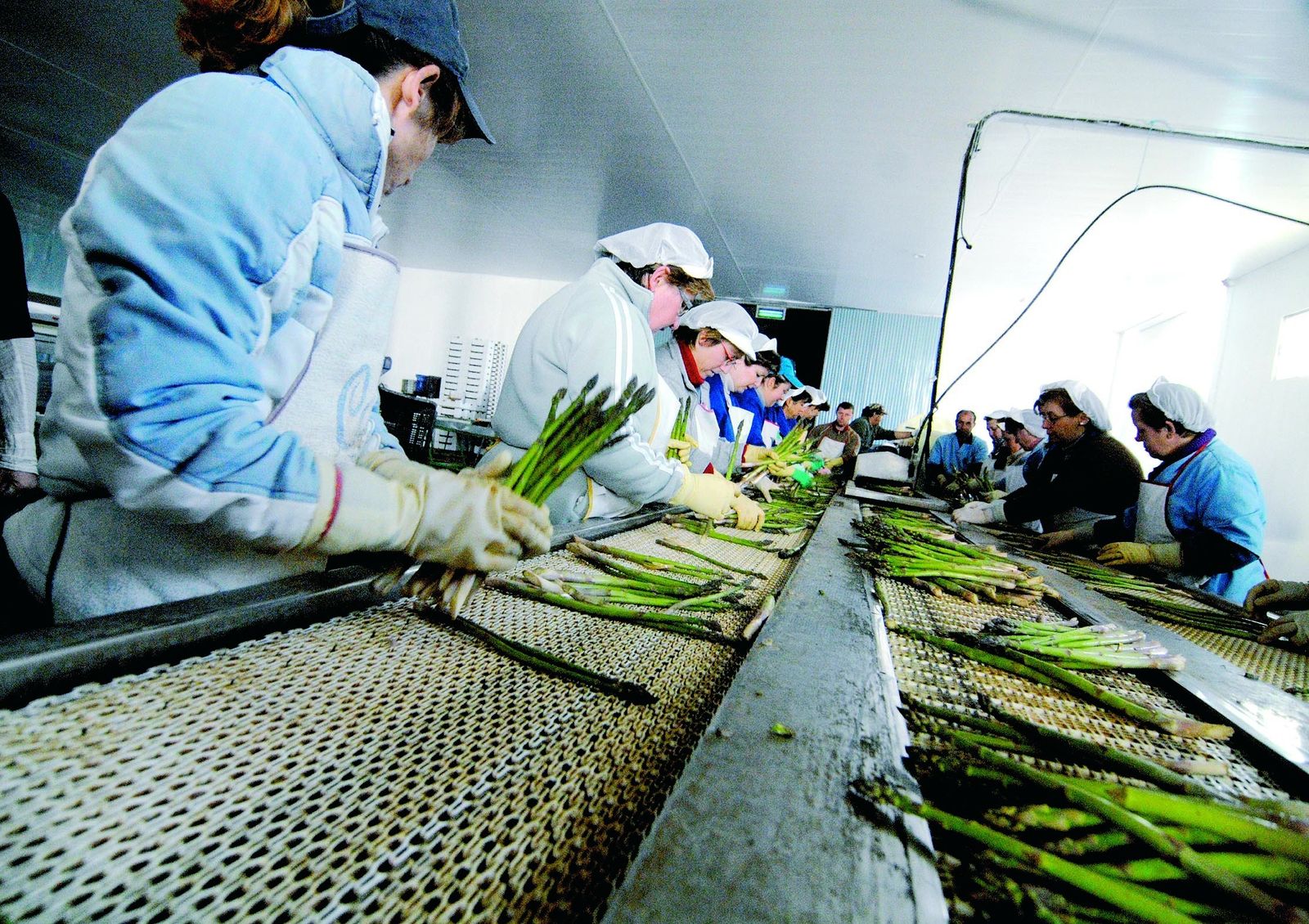 Los agricultores suspenden la producción de espárrago verde por ausencia de pedidos debido al coronavirus en Granada