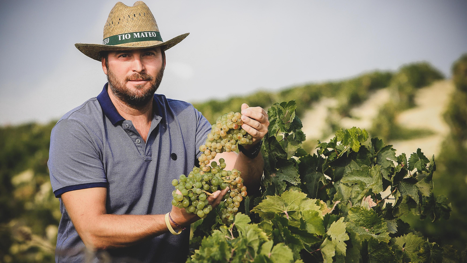 Imágenes de la vendimia de Bodega Estévez