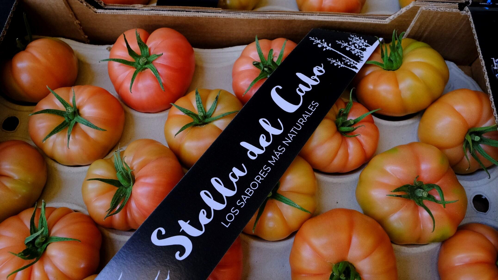 Vea cómo son los tomates almerienses de 'Stella del Cabo'