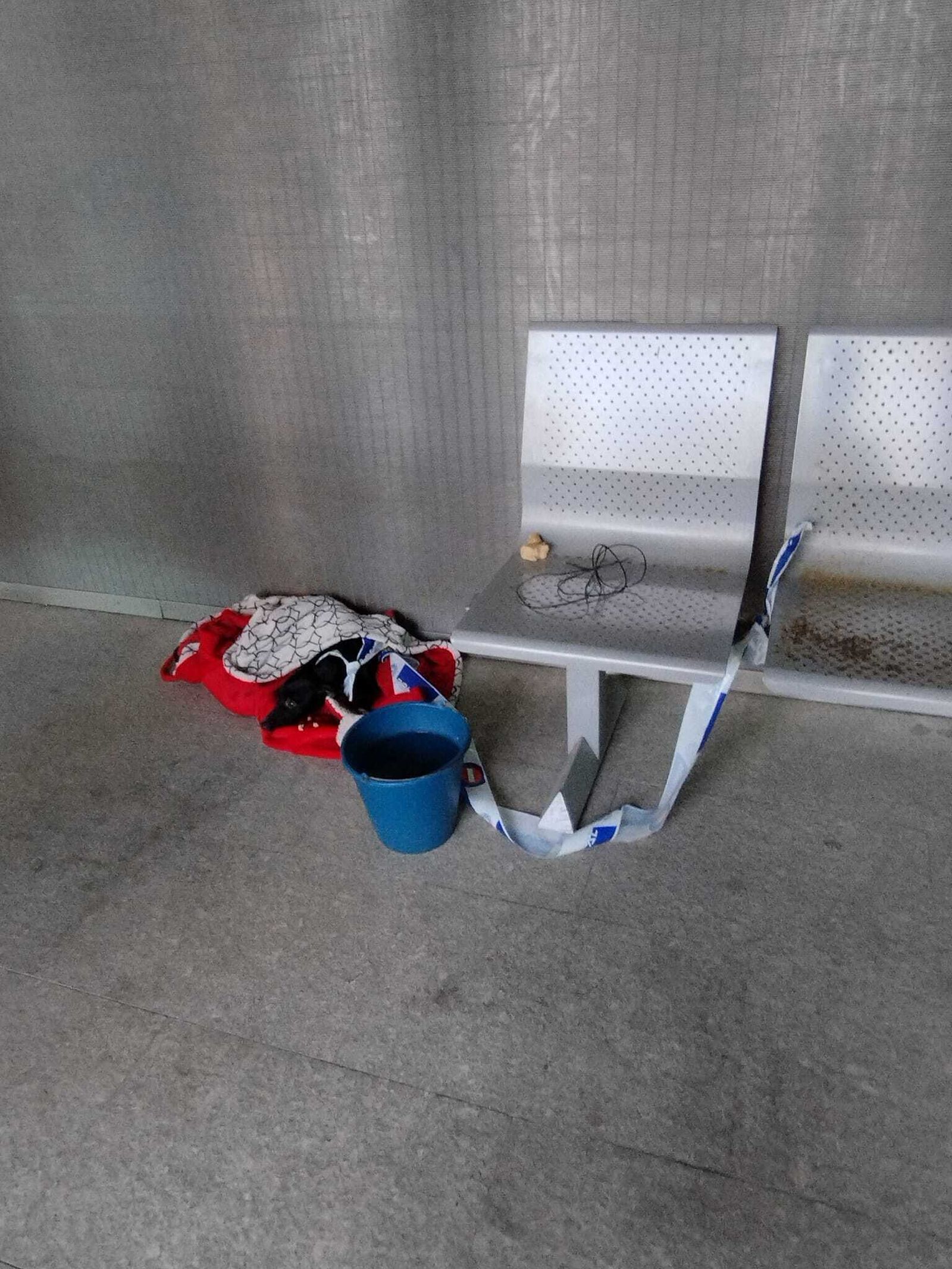 Las comisarías de la Policía Local de Sevilla se convierten en perreras los fines de semana