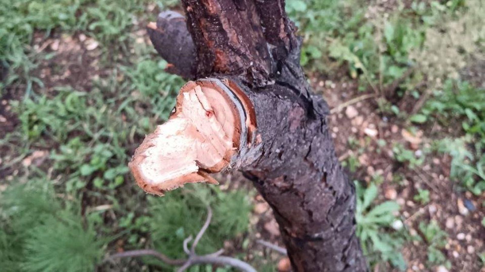 Rama dañada en el Parque Moret