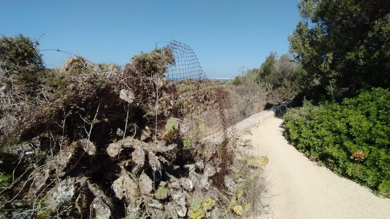 Restos de una alambrada sobre una de las chumberas que prolifera en el camino de los polvorines de Fadricas.
