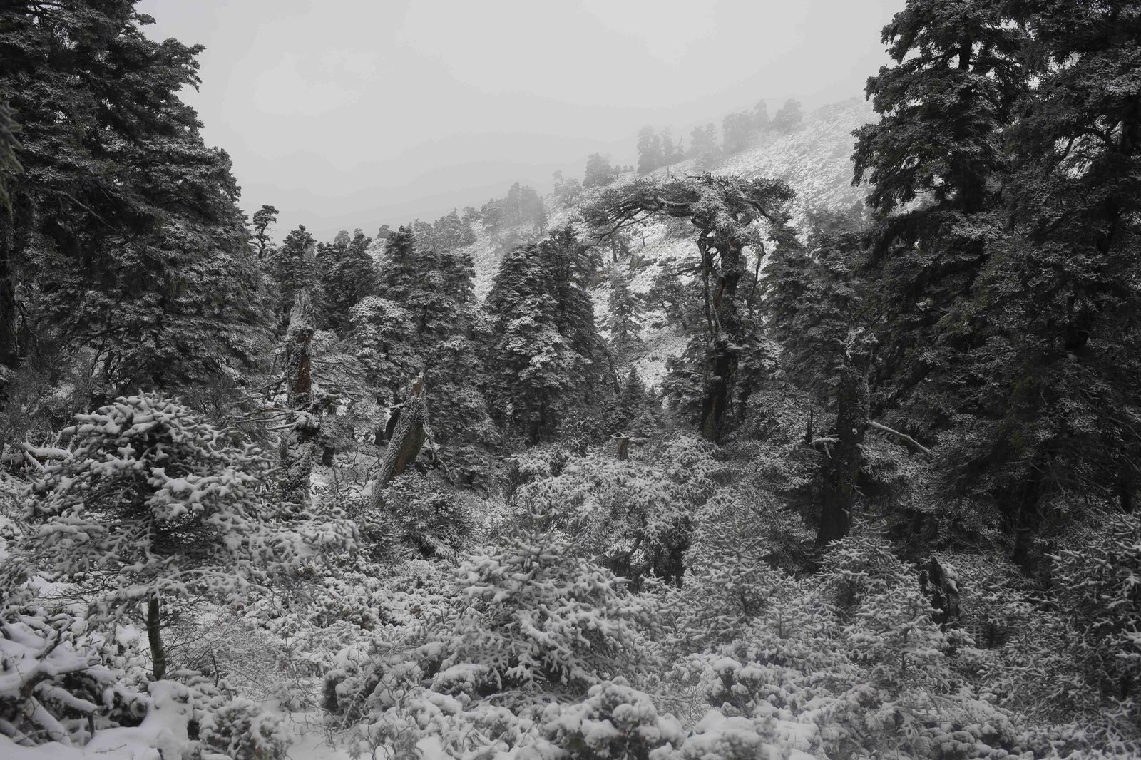 Manto blanco sobre la Sierra de las Nieves
