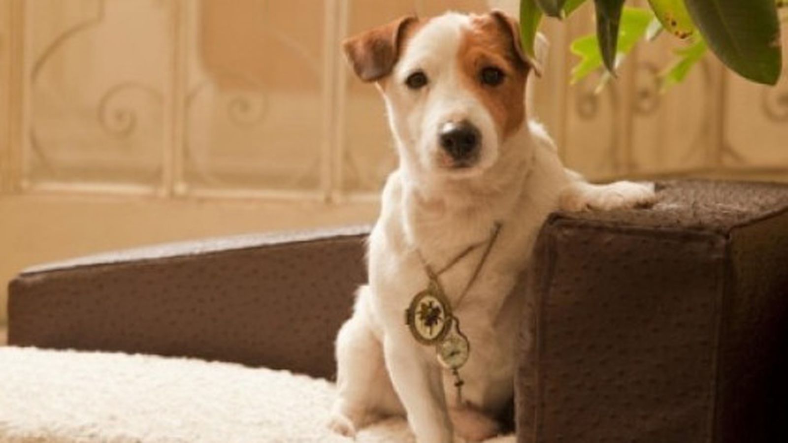 Muere el perro 'Pancho'