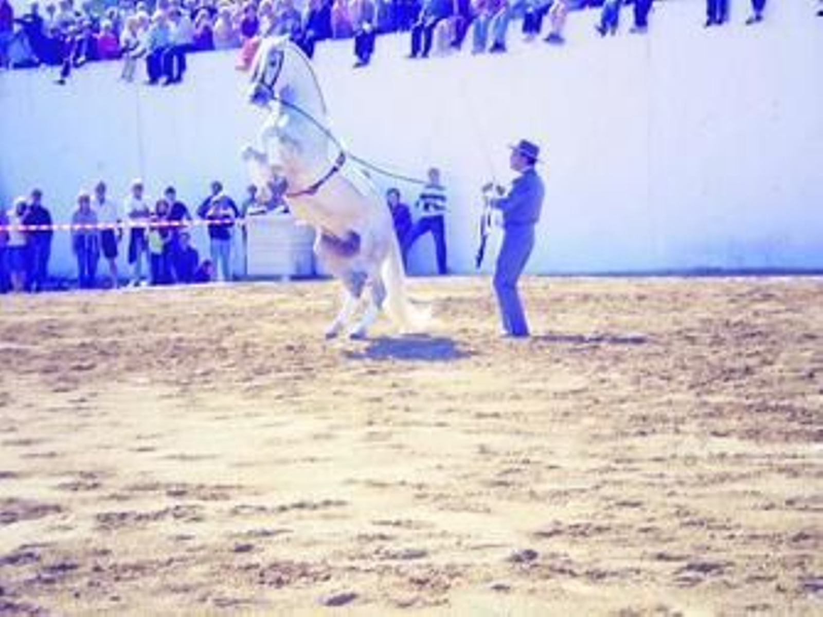 La doma de caballos concentra a una gran cantidad de arboleanas.