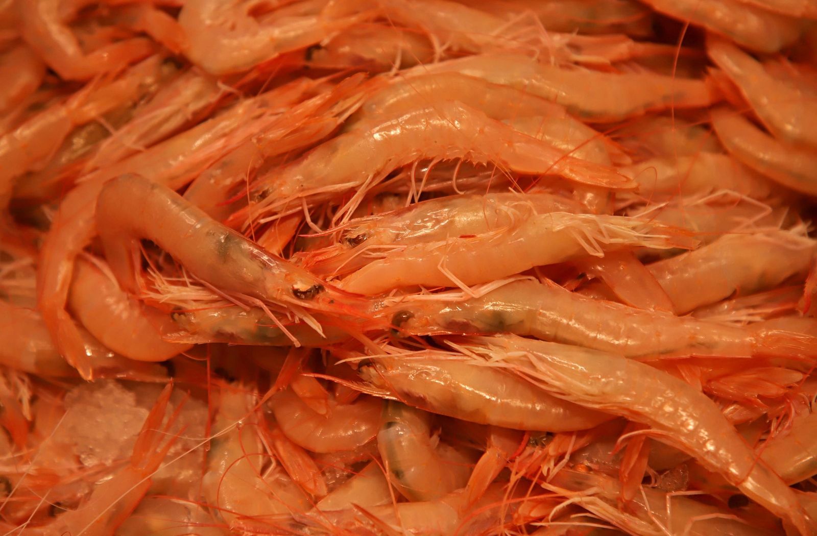 Fotos de las últimas compras para la cena de Nochebuena en Algeciras