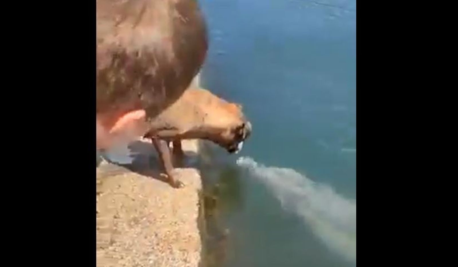 Este fue el momento exacto en el que este delfín decidió hacerse amigo de un perro