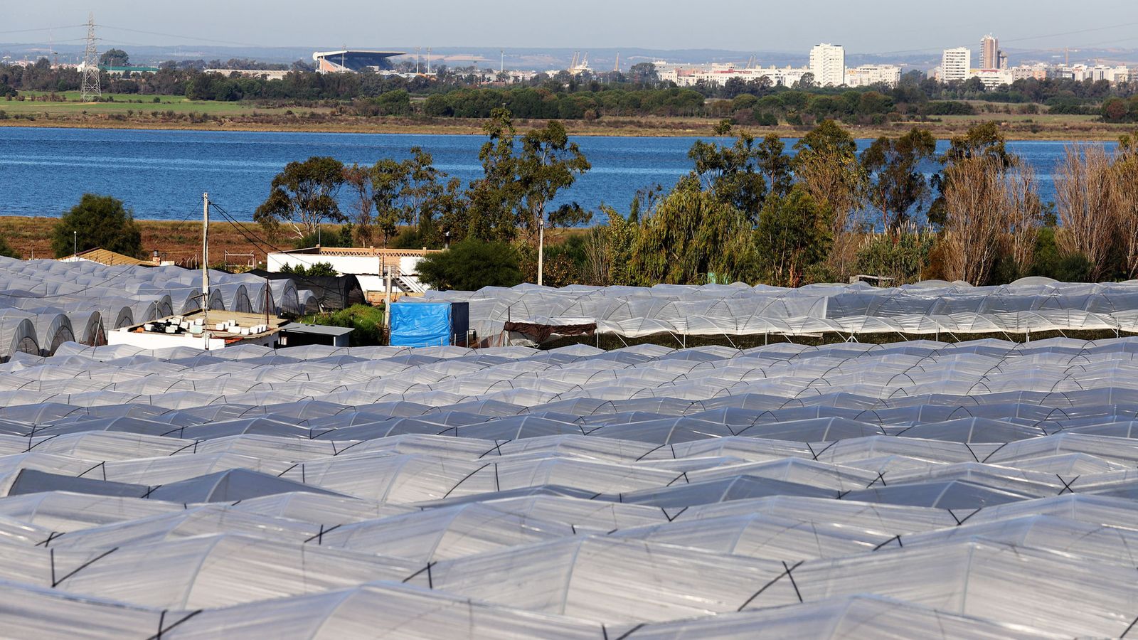 Campos de fresas en Palos de la Frontera durante la mañana de ayer.