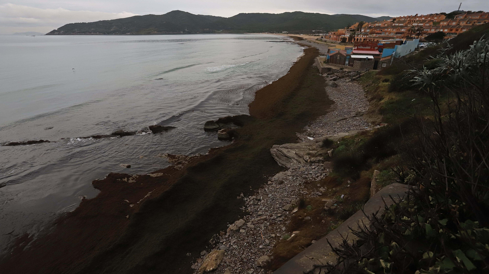 El alga invasora cubre de nuevo la playa de Getares