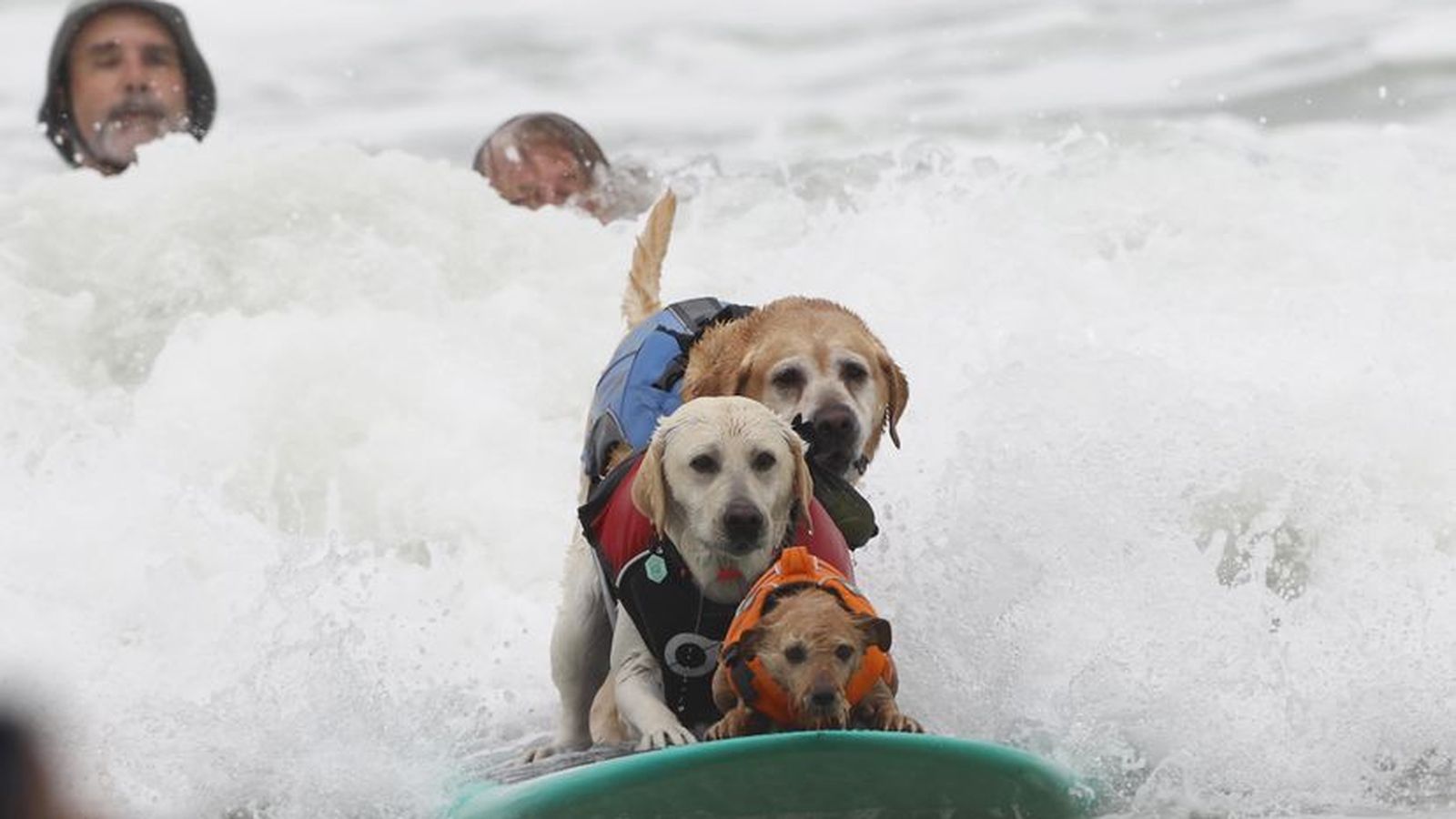 Campeonato de Surf Canino 3