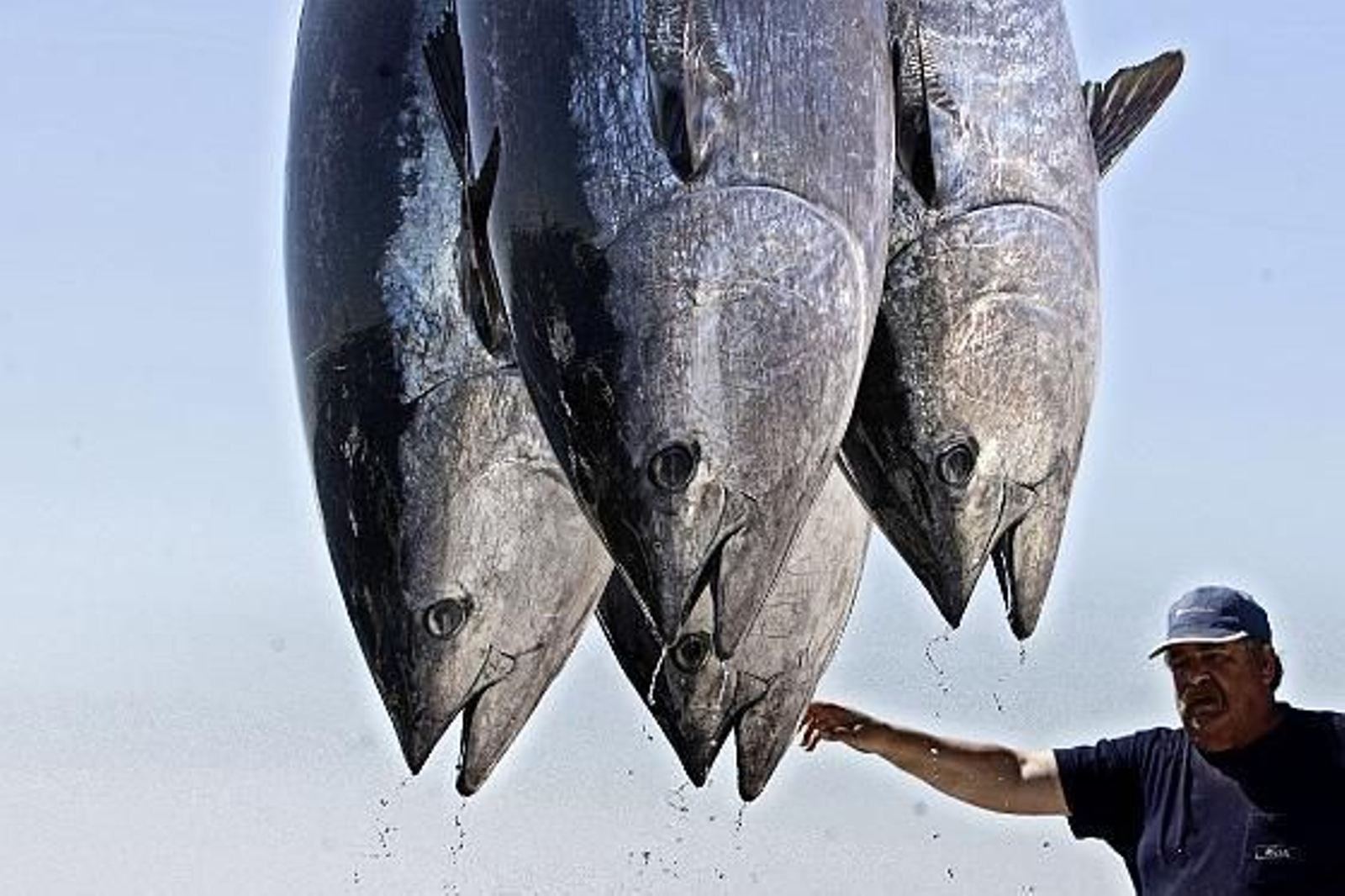 Cincuenta cocineros de elite asisten a la primera levantá en la almadraba de Barbate.

Foto: Julio Gonzalez