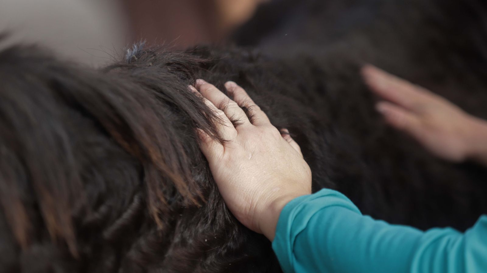 Sesión  de burroterapia con usuarios de Asansull en Palmones