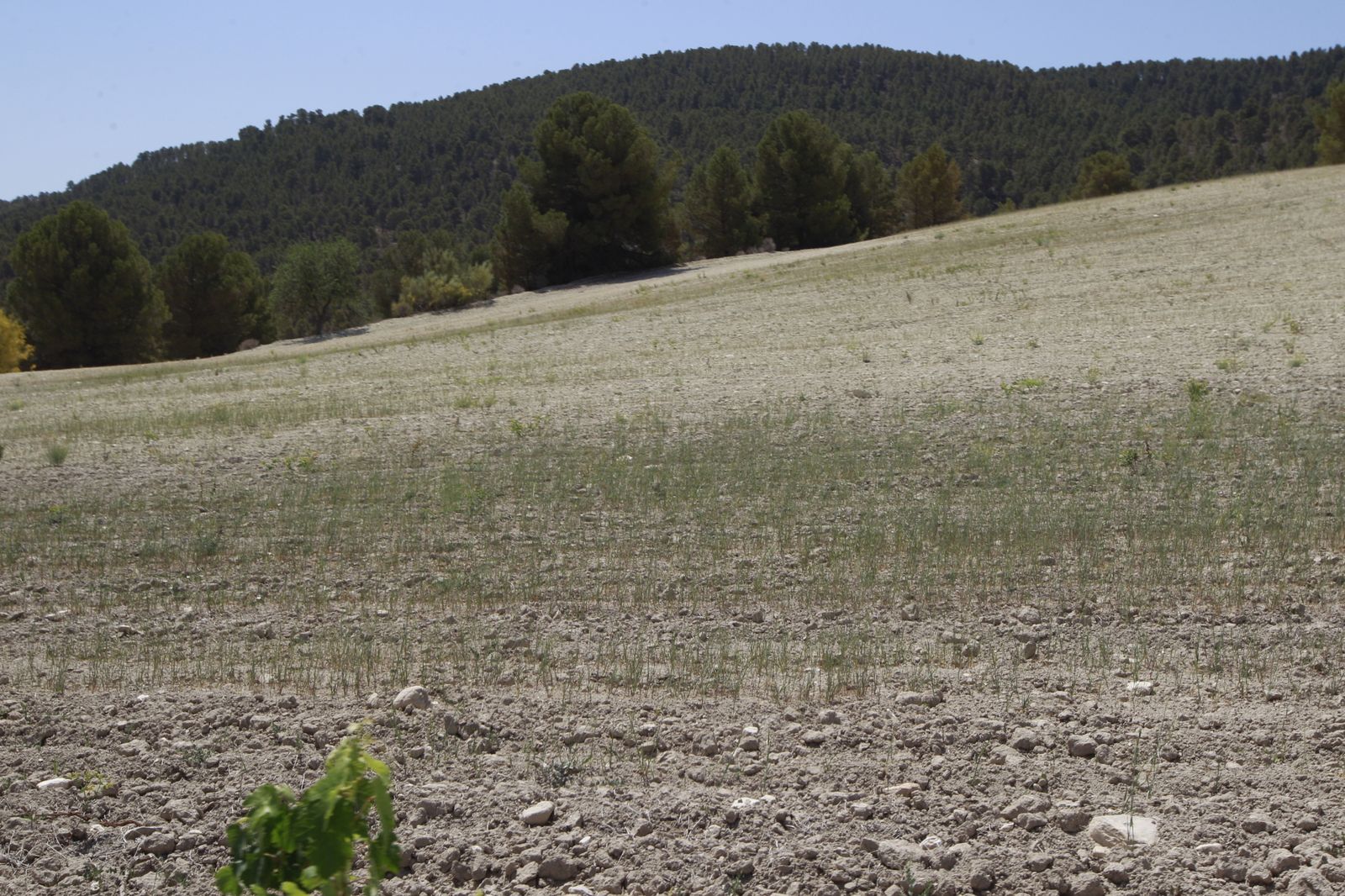 Imágenes de la sequía que golpea con dureza la producción de cereal en Los Vélez