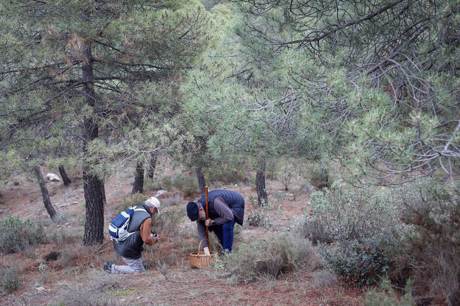 La ruta recolectora de setas en Abla por las XIX Jornadas Micológicas, en imágenes