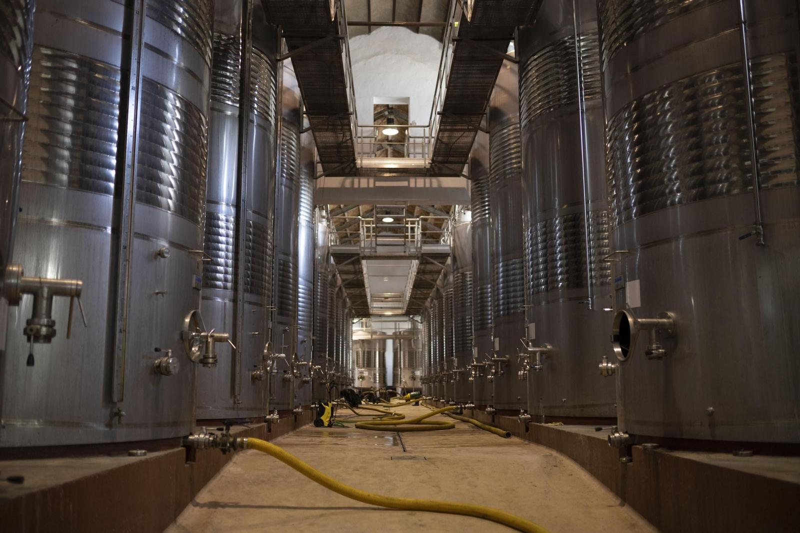 Imágenes de la vendimia en el Condado de Huelva