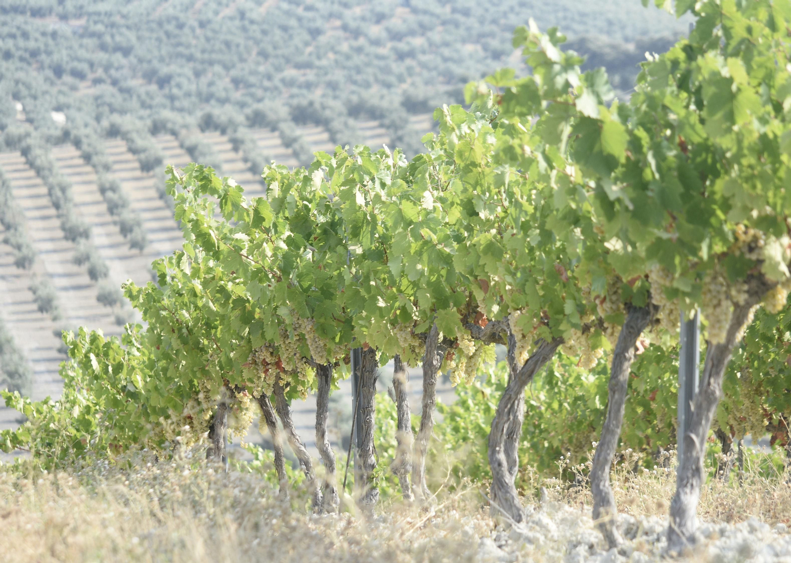 Viñedos de Bodegas Robles.