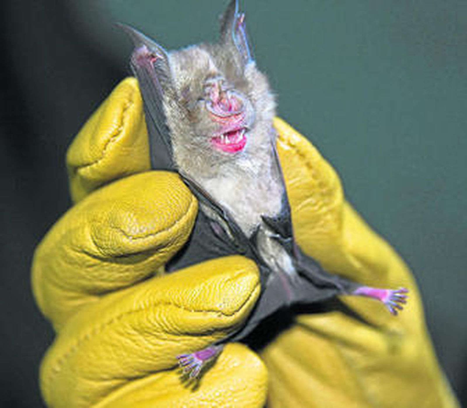 El ejemplar de murciélago de herradura con su característica forma de las fosas nasales.