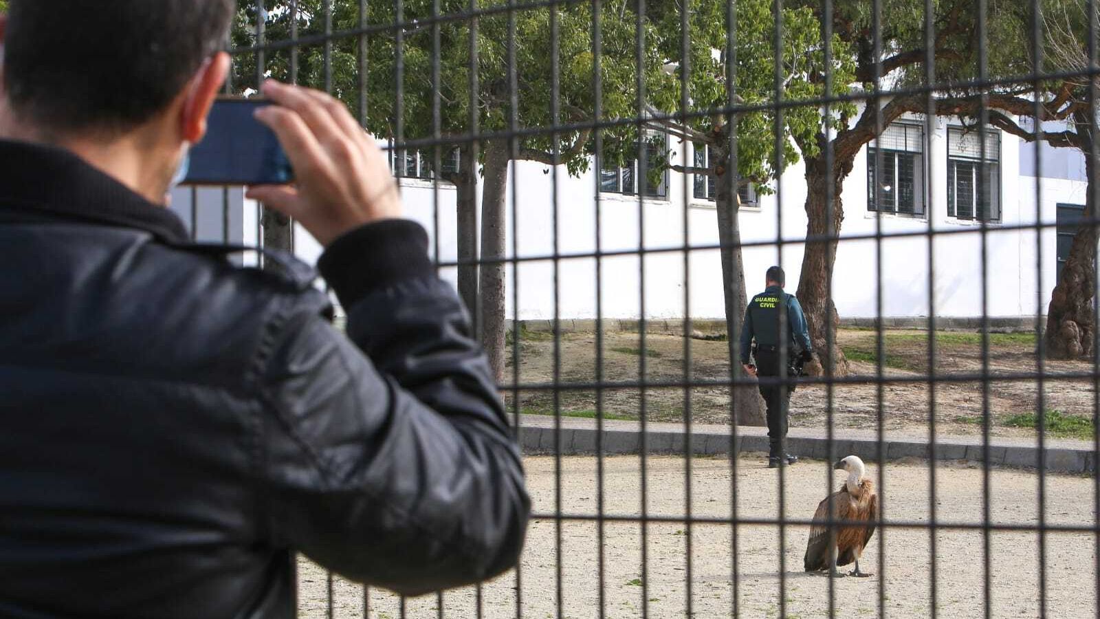 Como sucedió en la jornada de ayer martes, la presencia del buitre en la zona provocó gran expectación entre vecinos y viandantes.