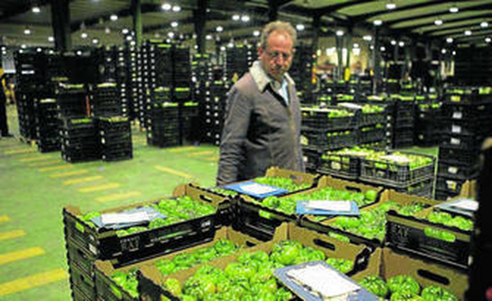 El 'pata negra' de CASI, su tomate raf, ya está disponible en su tienda online, www.rafdecasi.com.