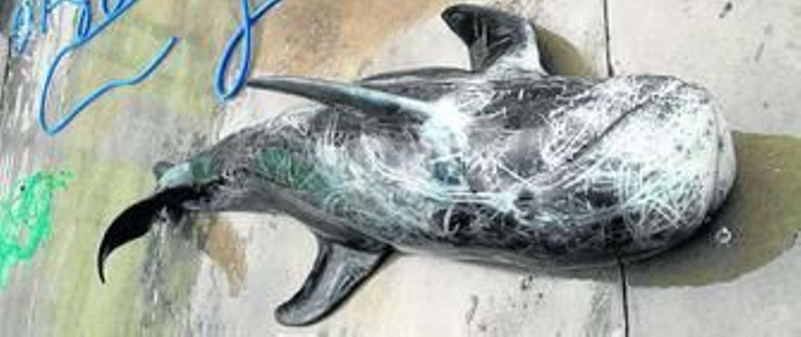 .Calderón común aparecido en la playa de El Palo ayer por la mañana.