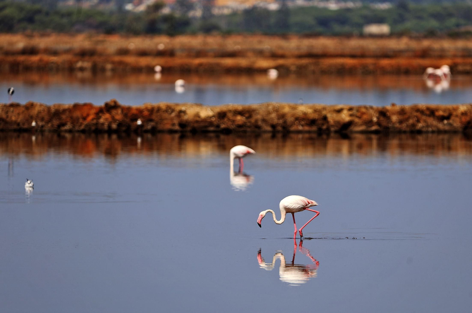 Imágenes de Marismas del Odiel, un Paraje Natural en la confluencia de las desembocaduras de los ríos Tinto y Odiel
