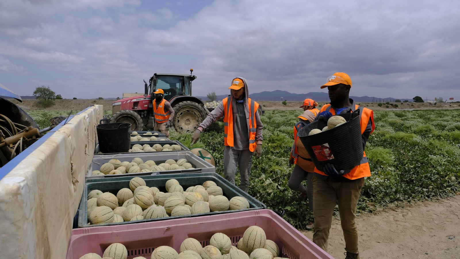 La sandía y el melón de Huércal Overa, manjares en imágenes