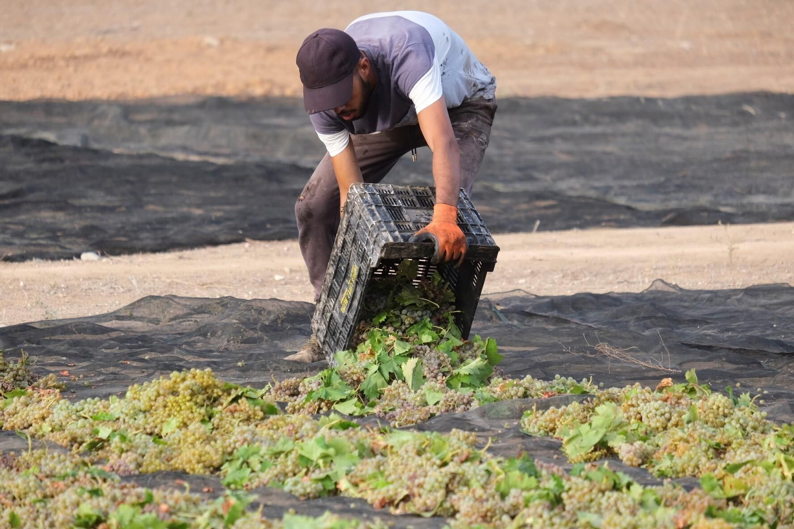La vendimia en una pasera de Montilla-Moriles, en fotografías