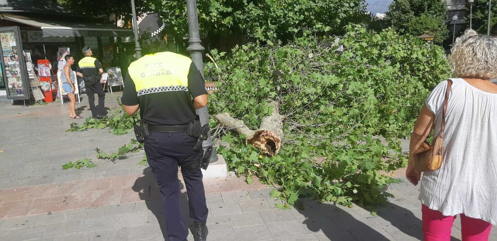 Imágenes de la rama caída en la Fuente de las Batallas