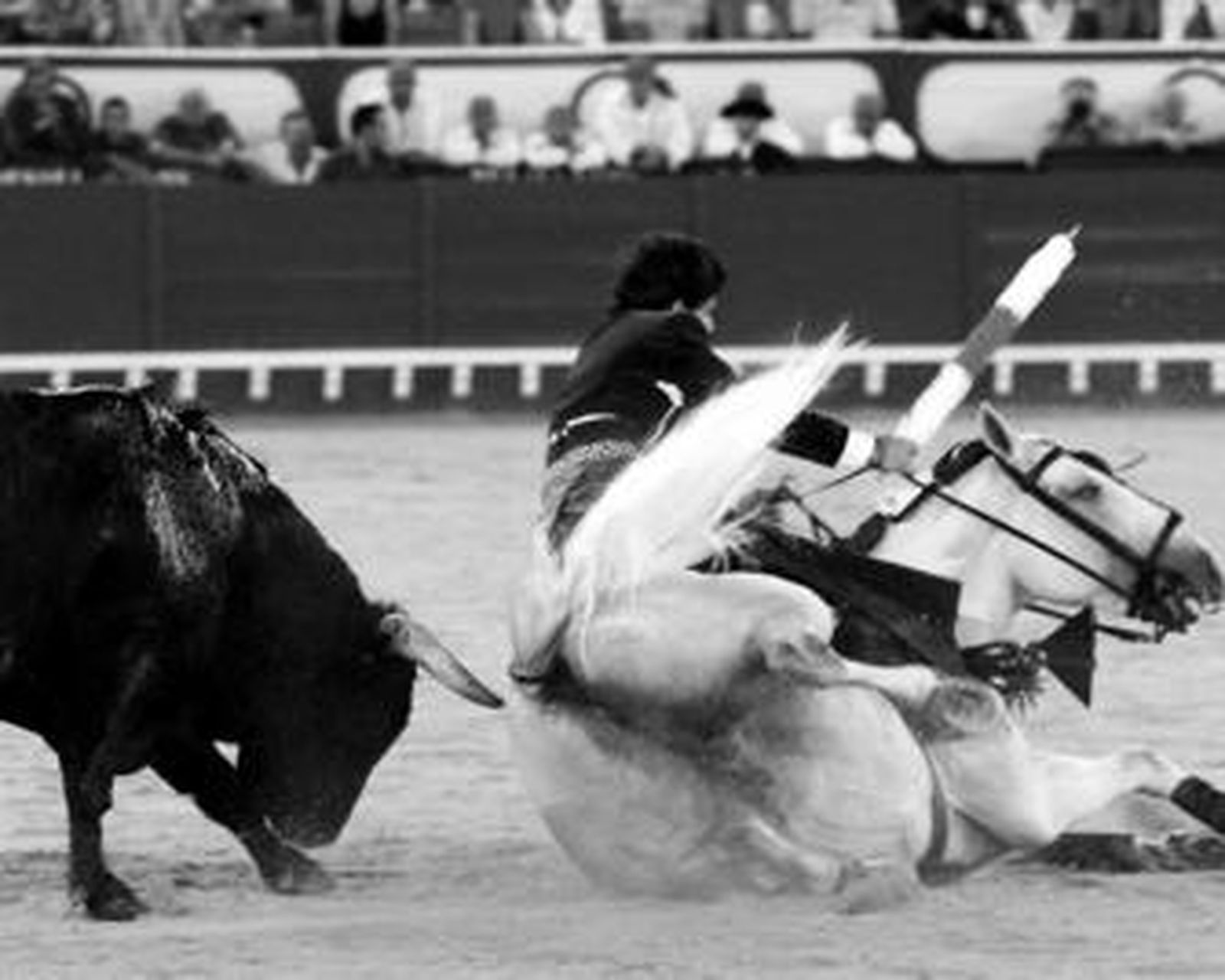 Espectacular cogida sufrida por Diego Ventura montando al caballo Morante .