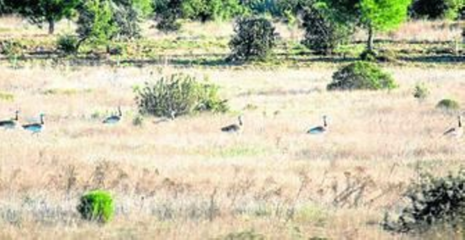 Ejemplares de avutarda en el espacio reservado, donde se han colocado protecciones en el tendido eléctrico.