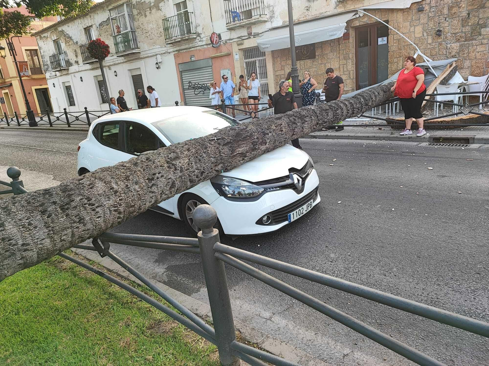 La palmera, momentos después de caer sobre el vehículo.