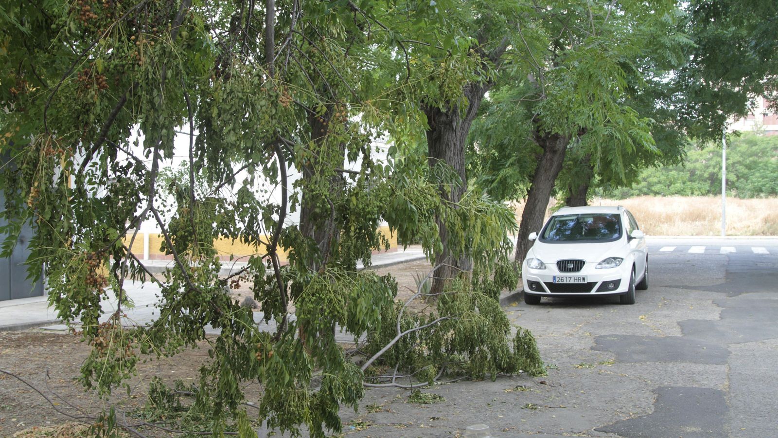 Una rama de un árbol en medio de una carretera sin acera.