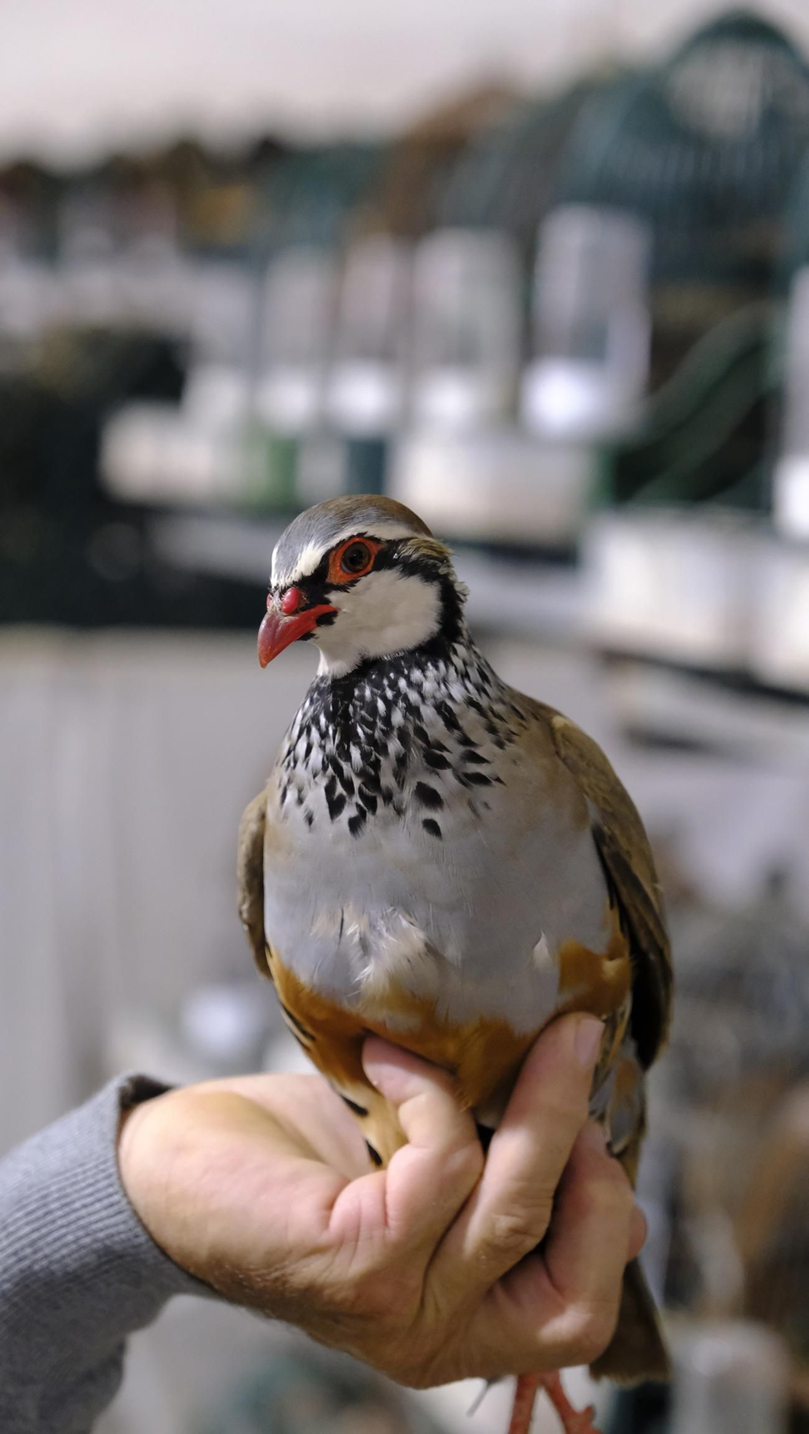 Las fotos de la Feria del Ganado y del Pájaro Perdiz en Albox