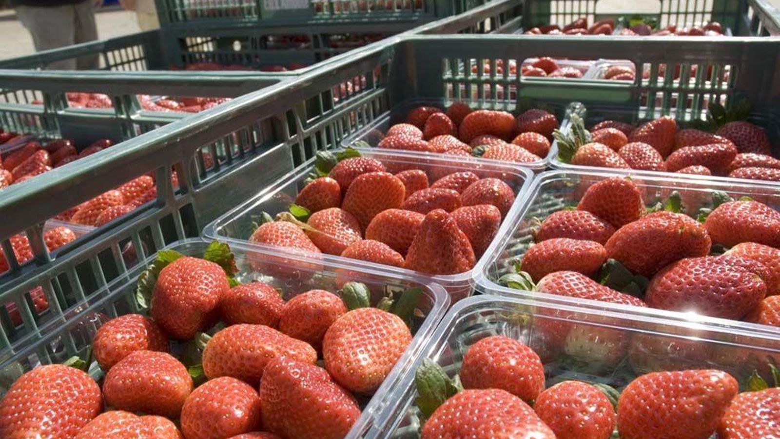 Cajas de fresa. Cajas de fresa.