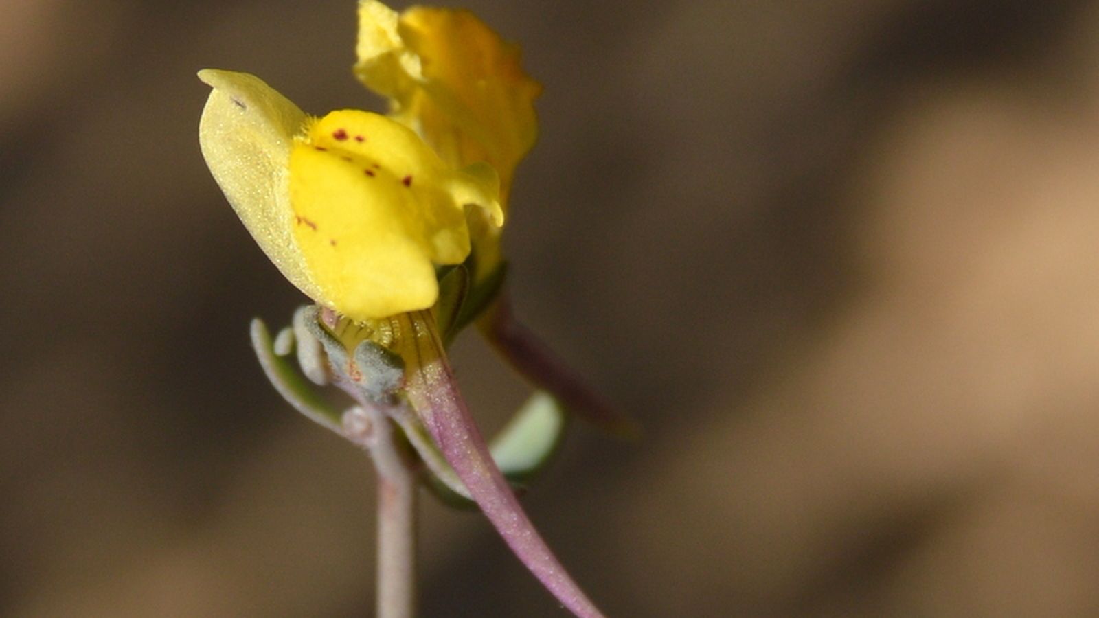 'Linaria munbyana', una de las flores del arenal costero.