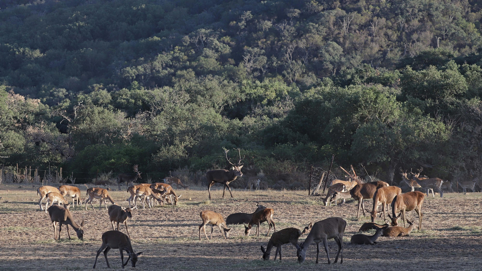 Fotos de la berrea en el Parque Natural de Los Alcornocales