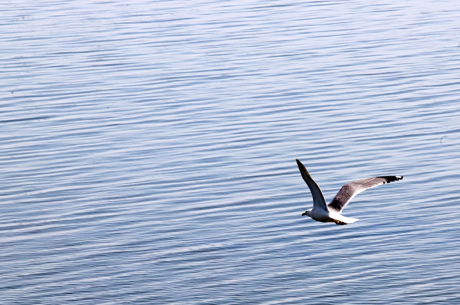 Imágenes del confinamiento en Punta Umbría