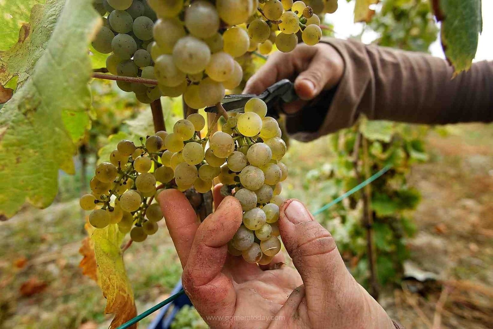 Uva forastera de La Gomera, una reliquia viviente,