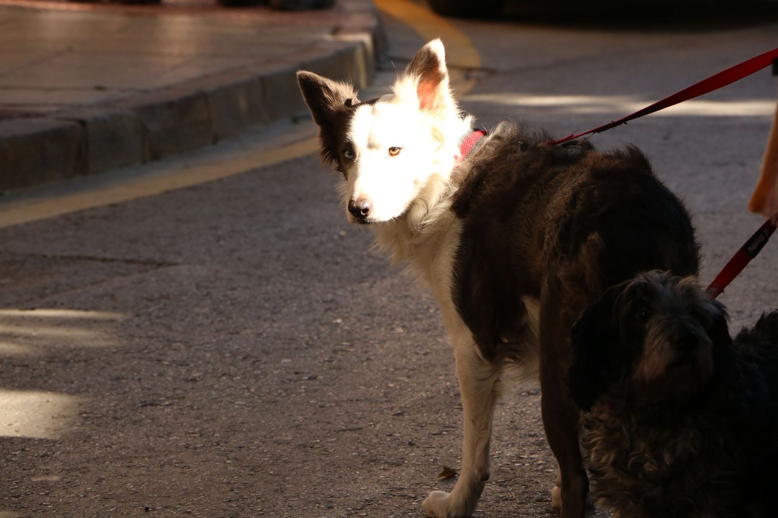 Así ha sido la bendición de las mascotas y la subasta de 'rabicos' en el casco histórico de Almería
